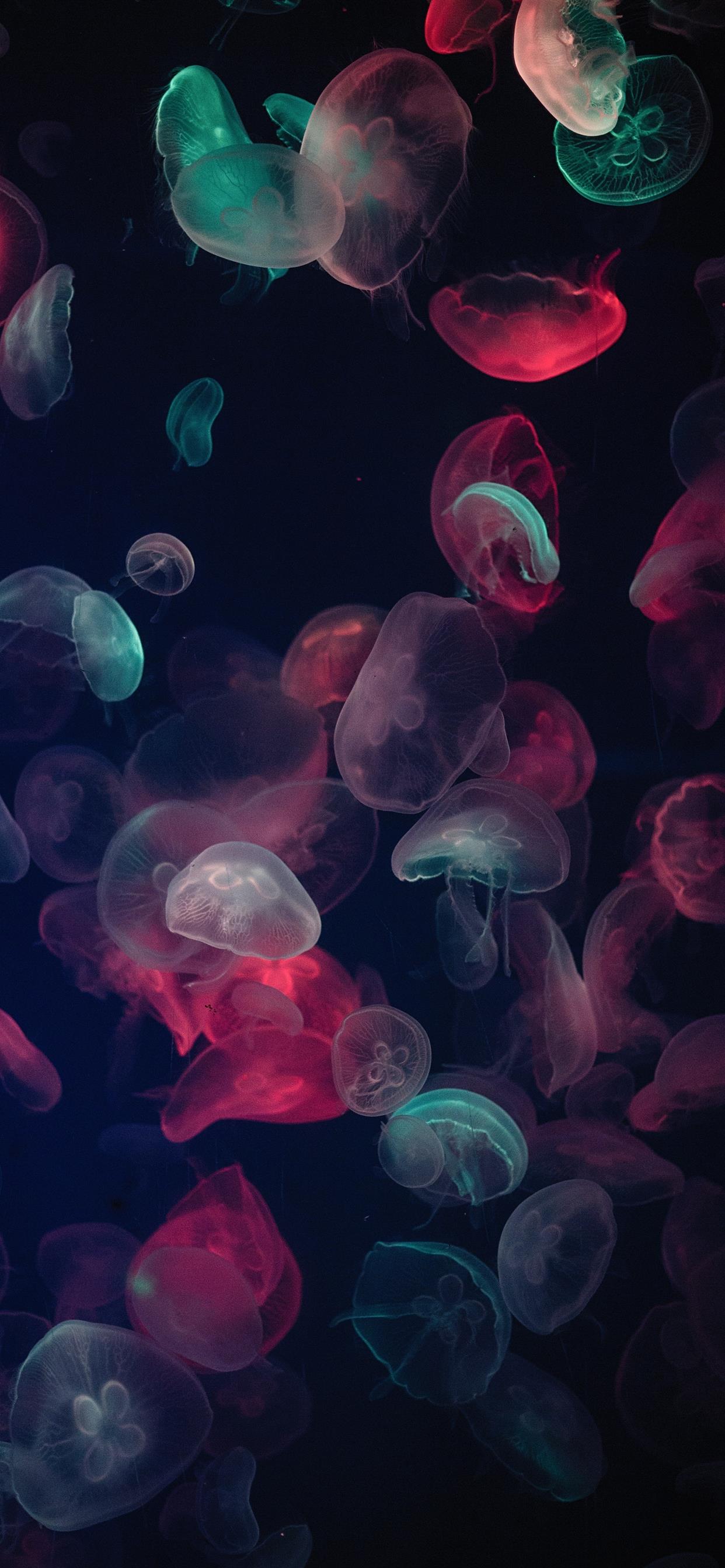 Aesthetic Jellyfish Wallpapers