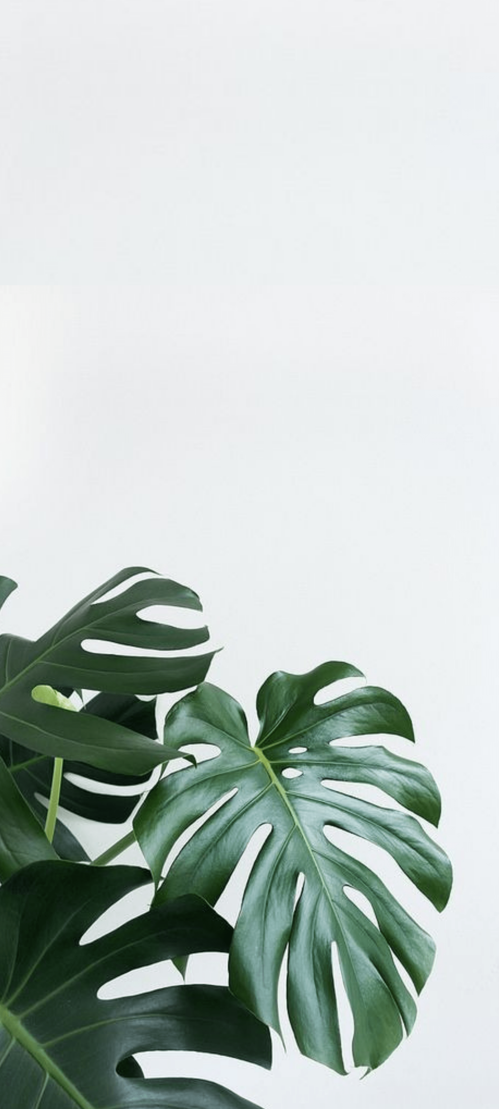 Aesthetic Minimalist Plant Desktop Wallpapers