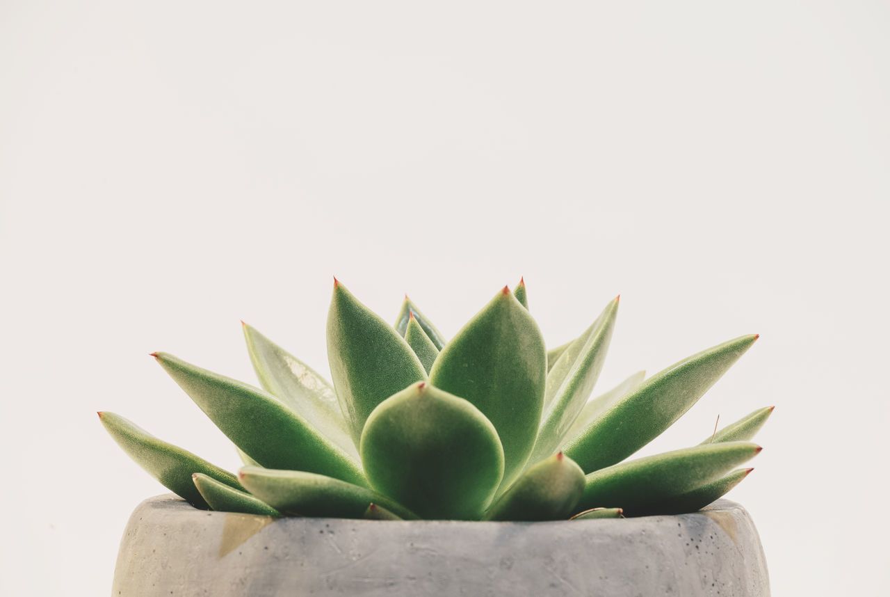 Aesthetic Minimalist Plant Desktop Wallpapers