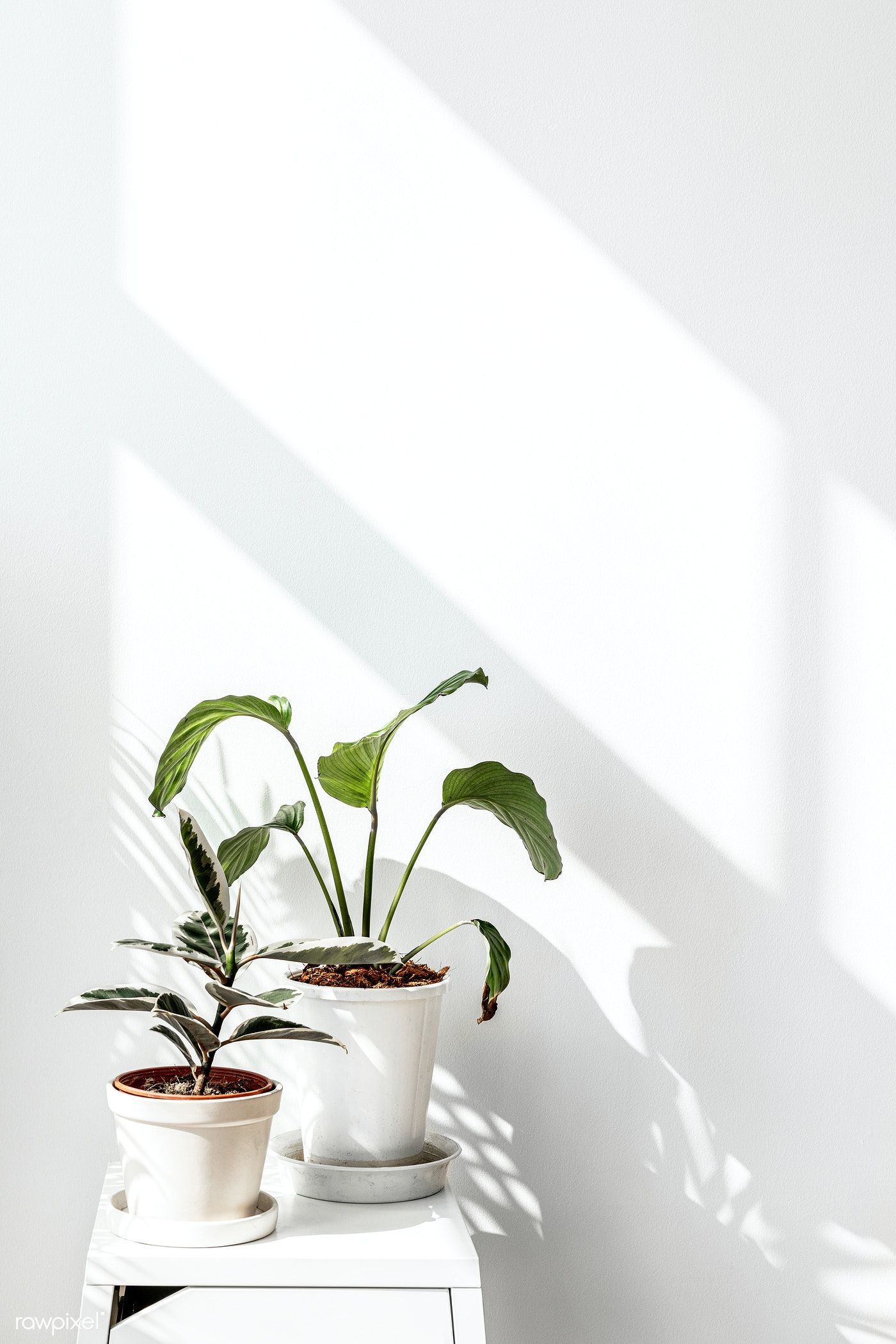 Aesthetic Minimalist Plant Desktop Wallpapers