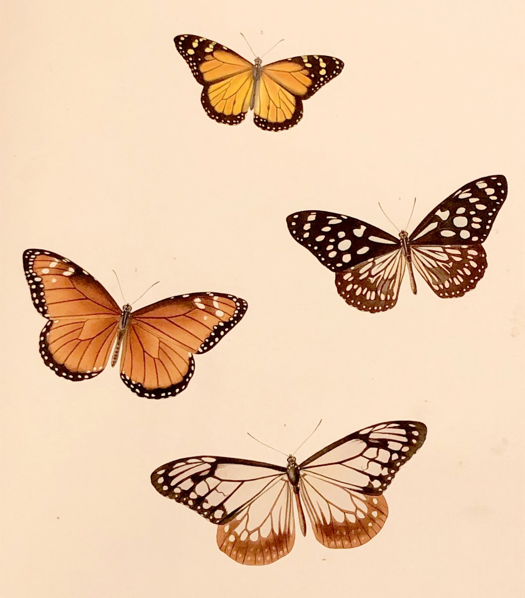 Aesthetic Orange Butterfly Wallpapers