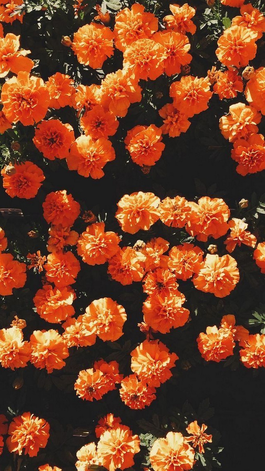 Aesthetic Orange Hd Wallpapers