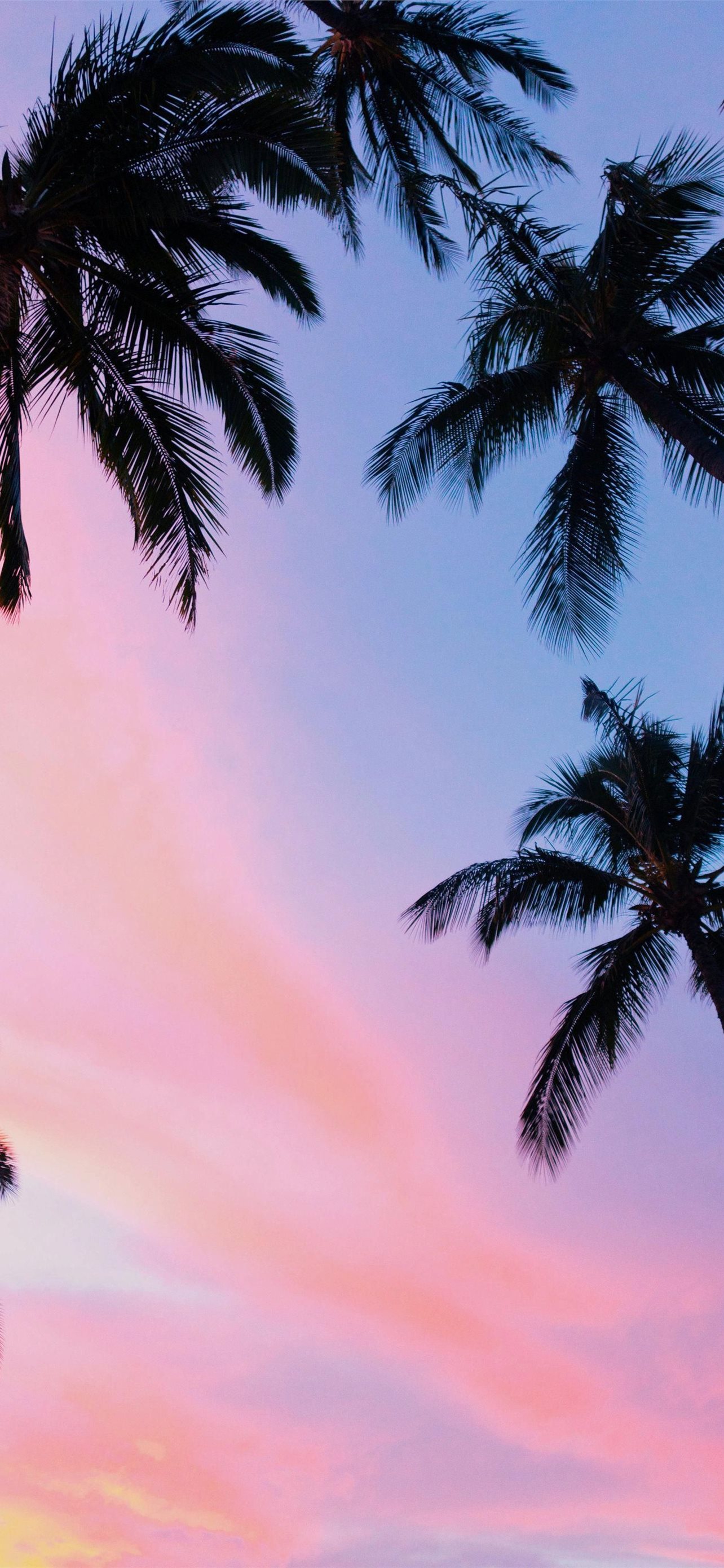 Aesthetic Palm Trees Wallpapers