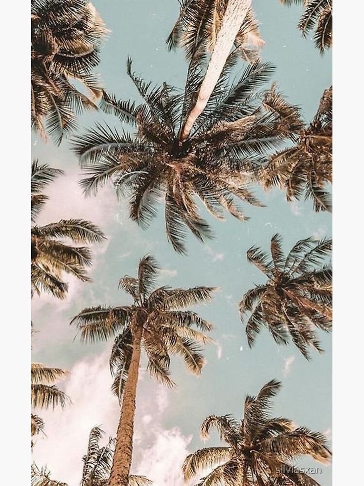 Aesthetic Palm Trees Wallpapers