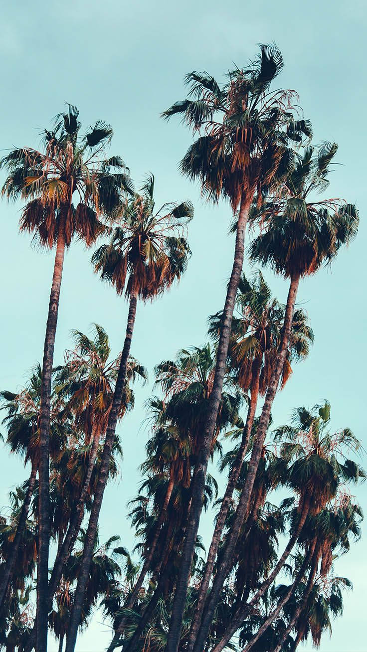 Aesthetic Palm Trees Wallpapers