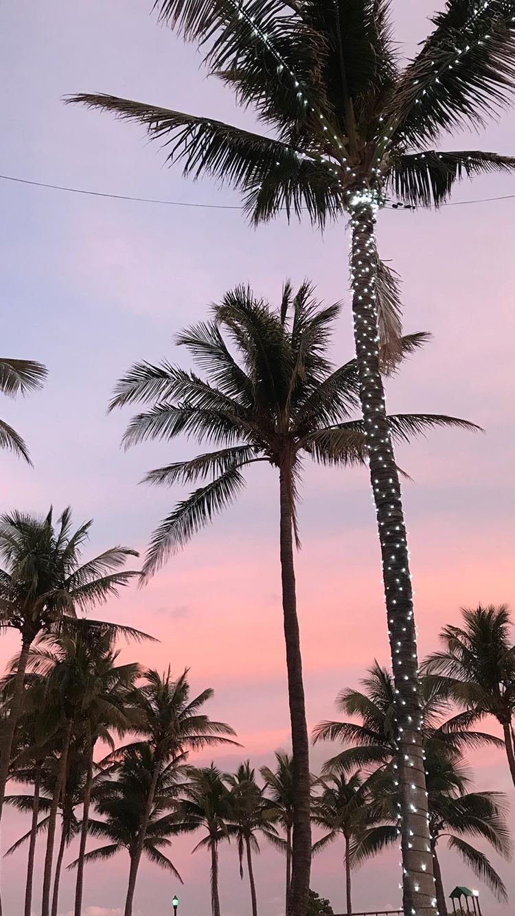 Aesthetic Palm Trees Wallpapers