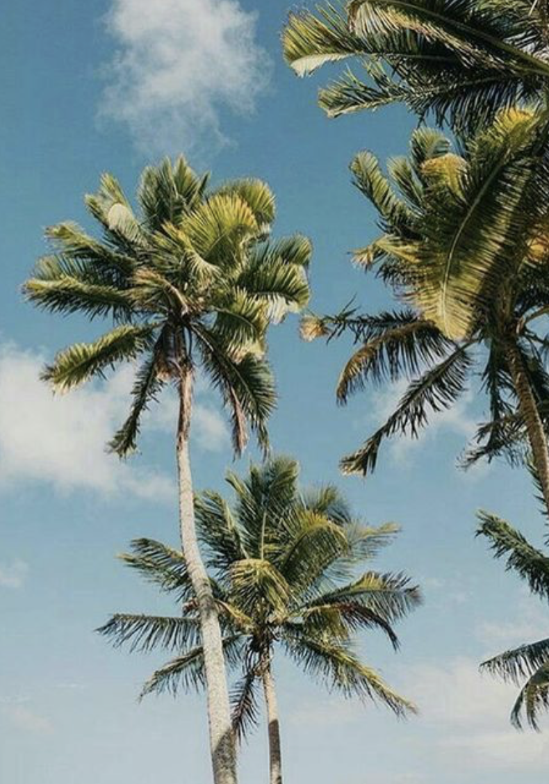 Aesthetic Palm Trees Wallpapers