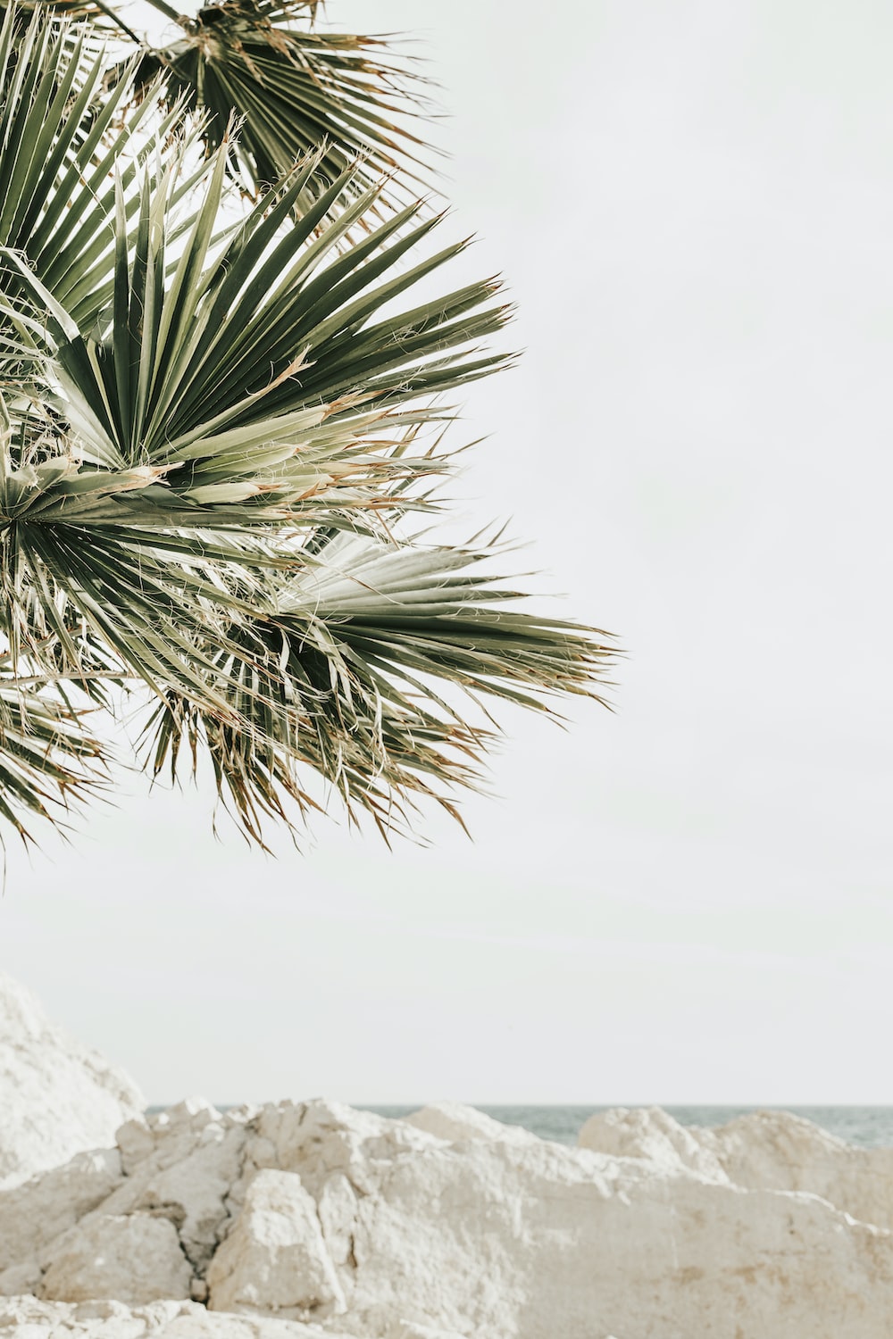 Aesthetic Palm Trees Wallpapers