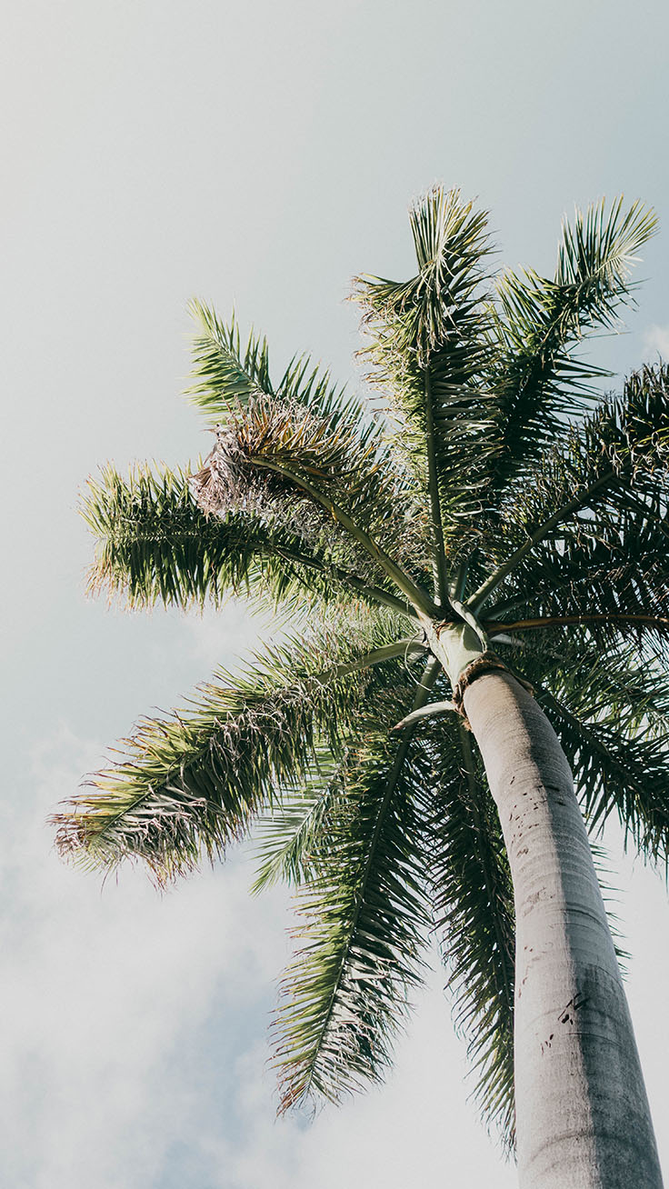 Aesthetic Palm Trees Wallpapers