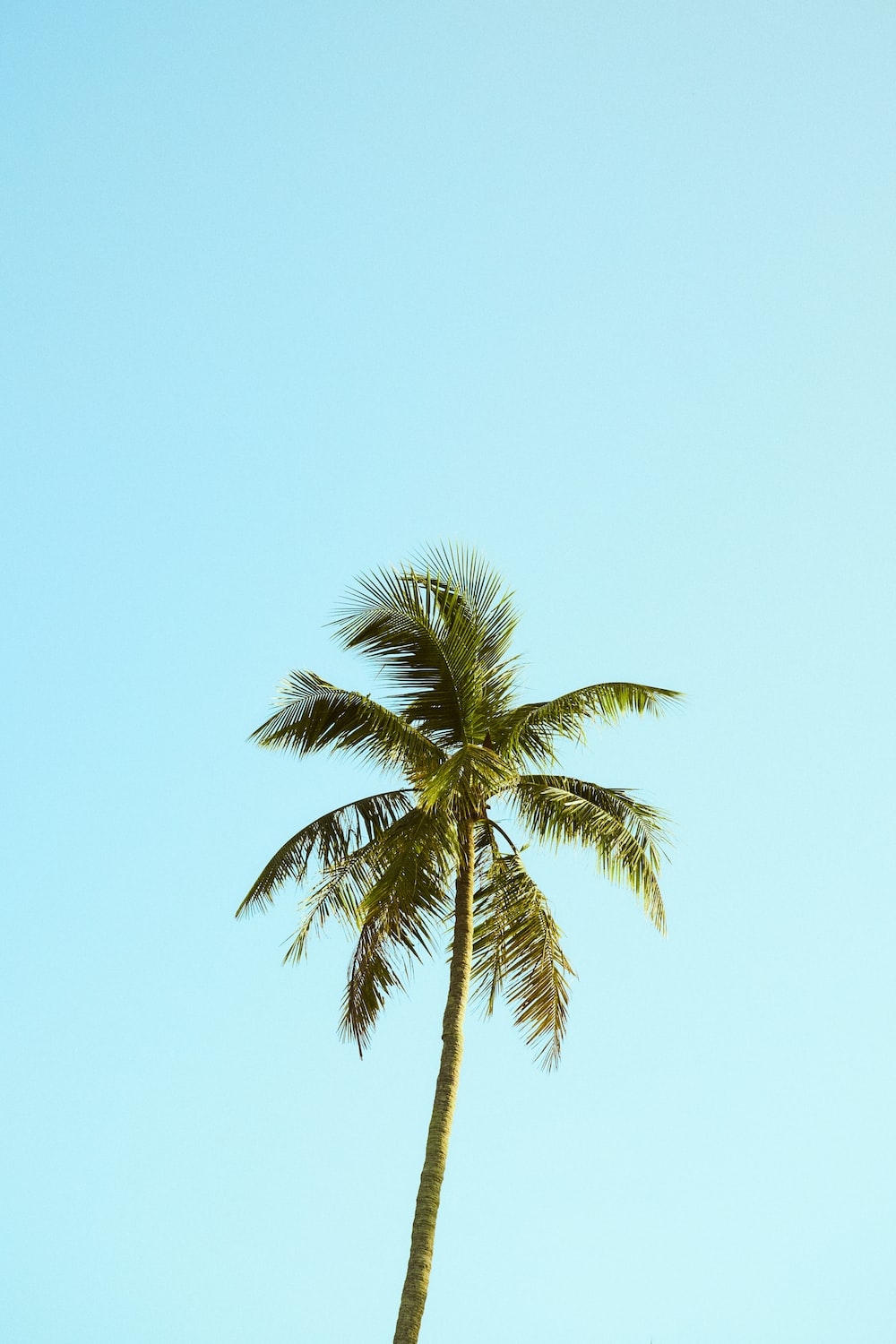 Aesthetic Palm Trees Wallpapers