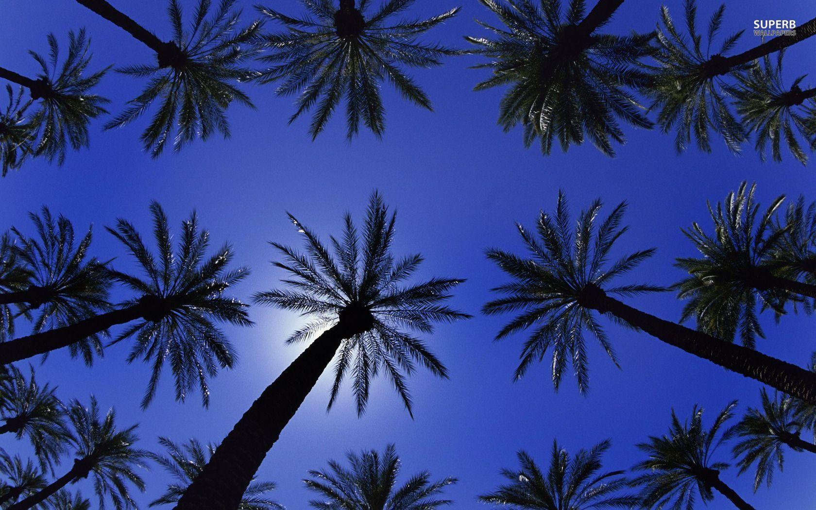 Aesthetic Palm Trees Wallpapers