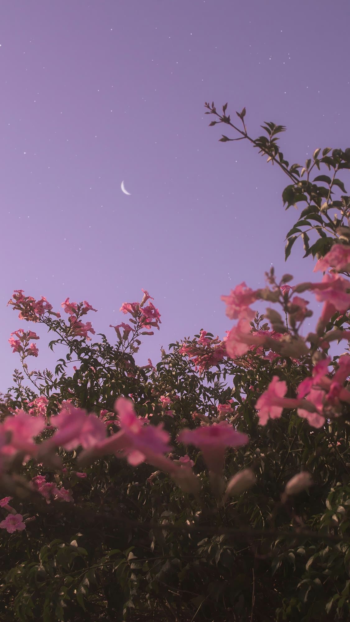 Aesthetic Pink Flower Wallpapers