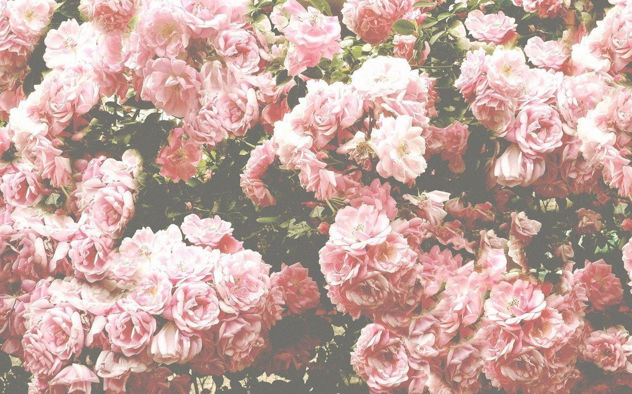 Aesthetic Pink Flower Wallpapers