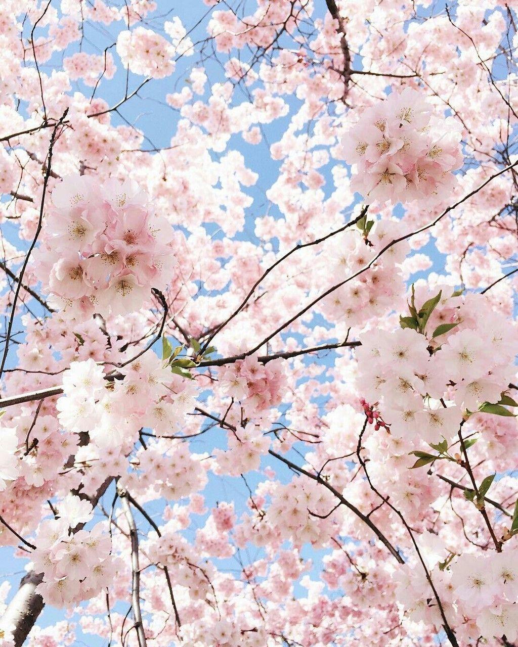 Aesthetic Pink Flower Wallpapers