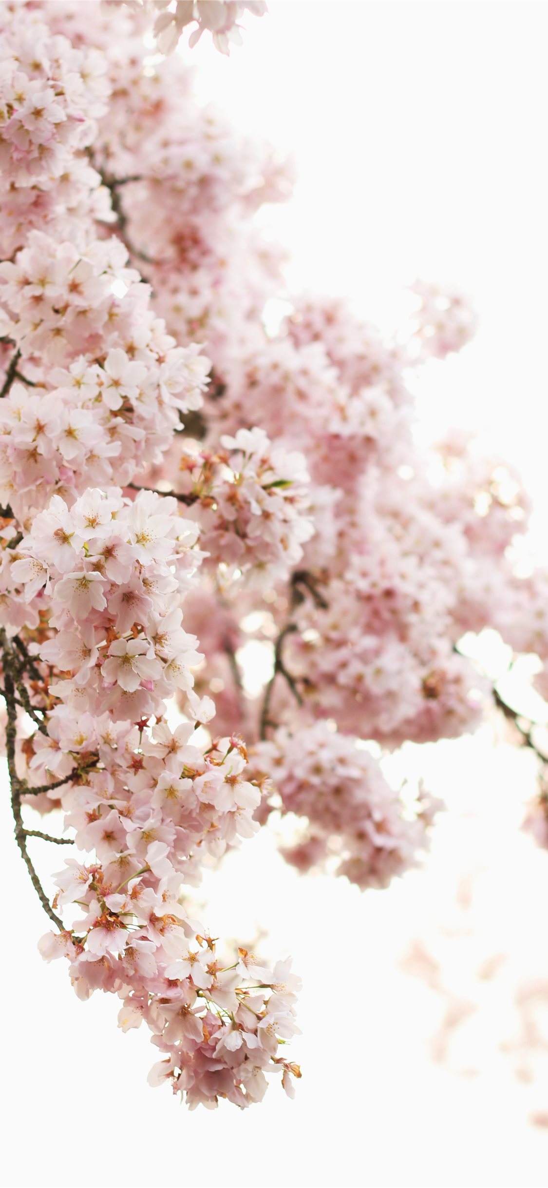 Aesthetic Pink Flower Wallpapers