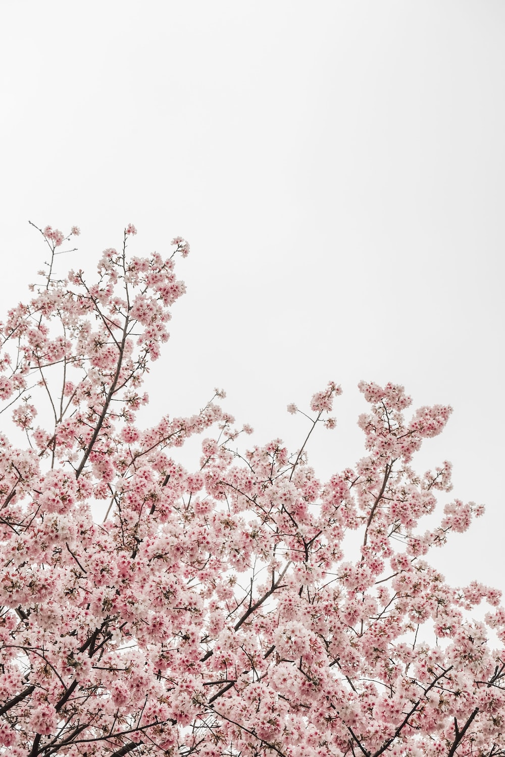 Aesthetic Pink Flower Wallpapers