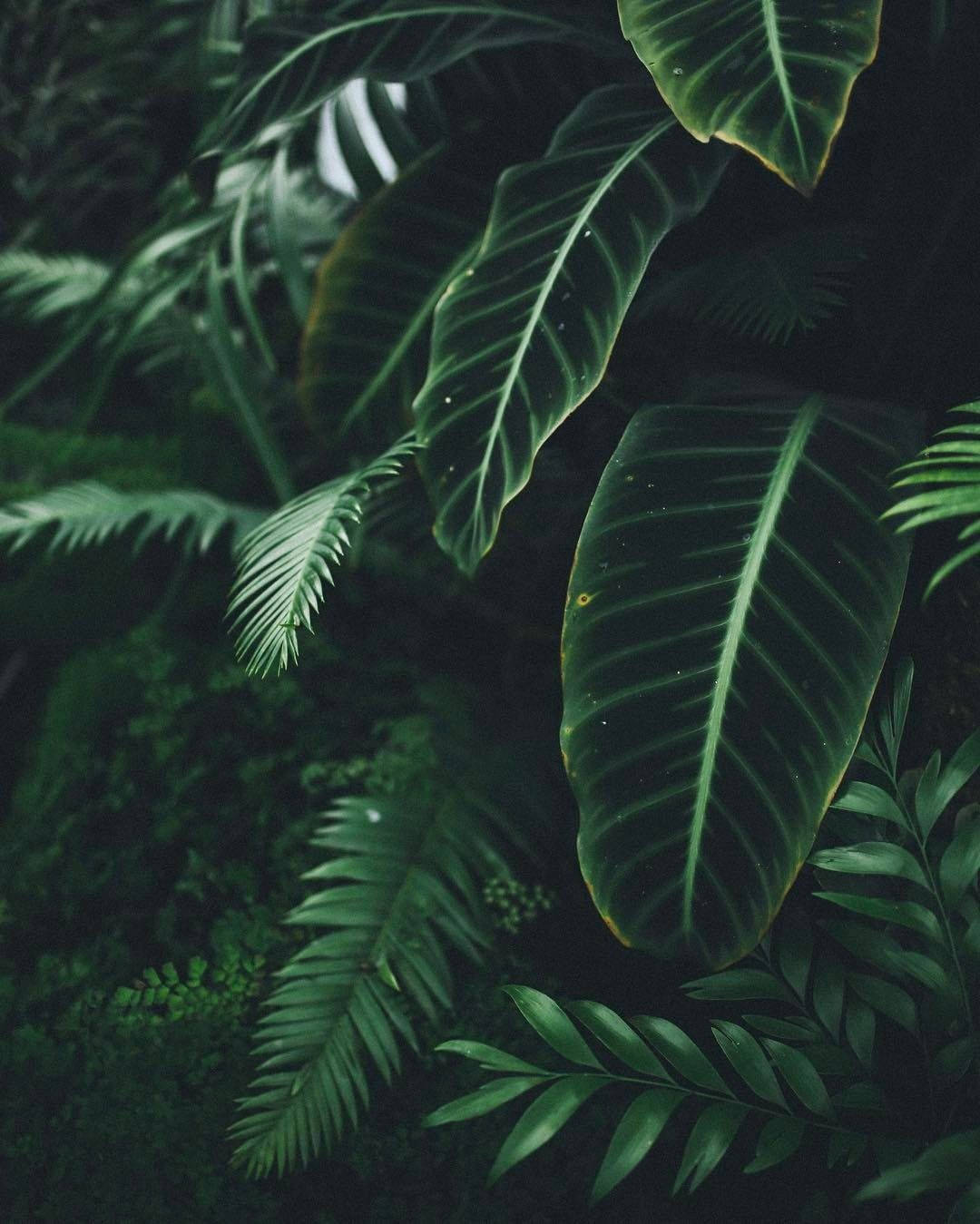 Aesthetic Plant Wallpapers