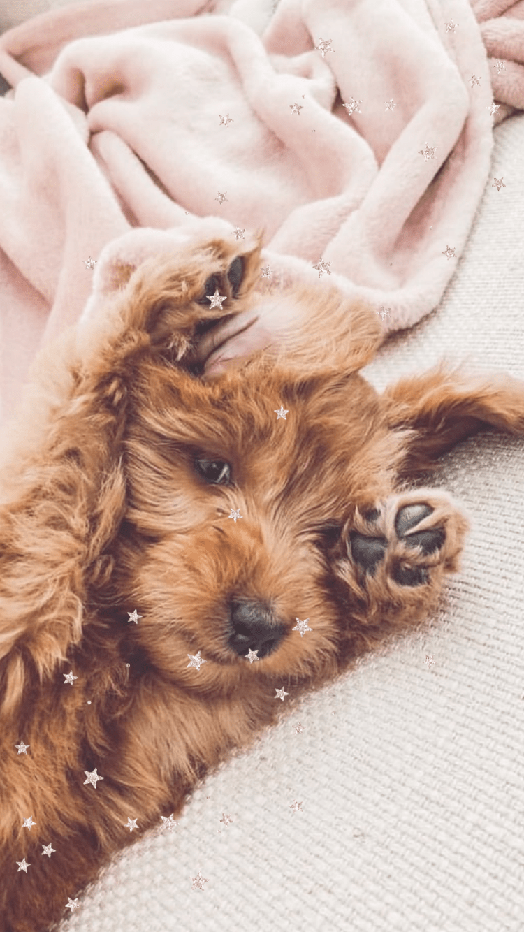 Aesthetic Puppy Wallpapers