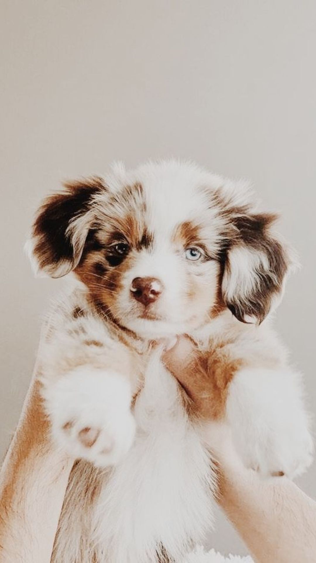 Aesthetic Puppy Wallpapers