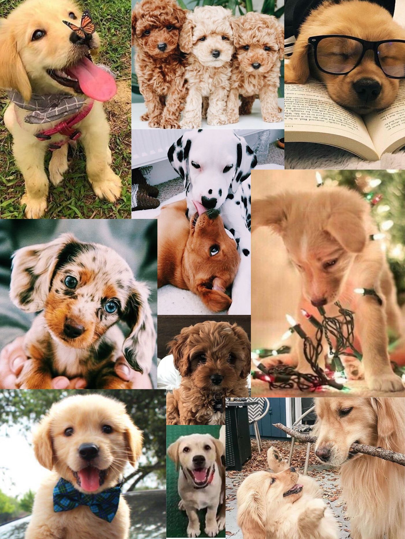 Aesthetic Puppy Wallpapers