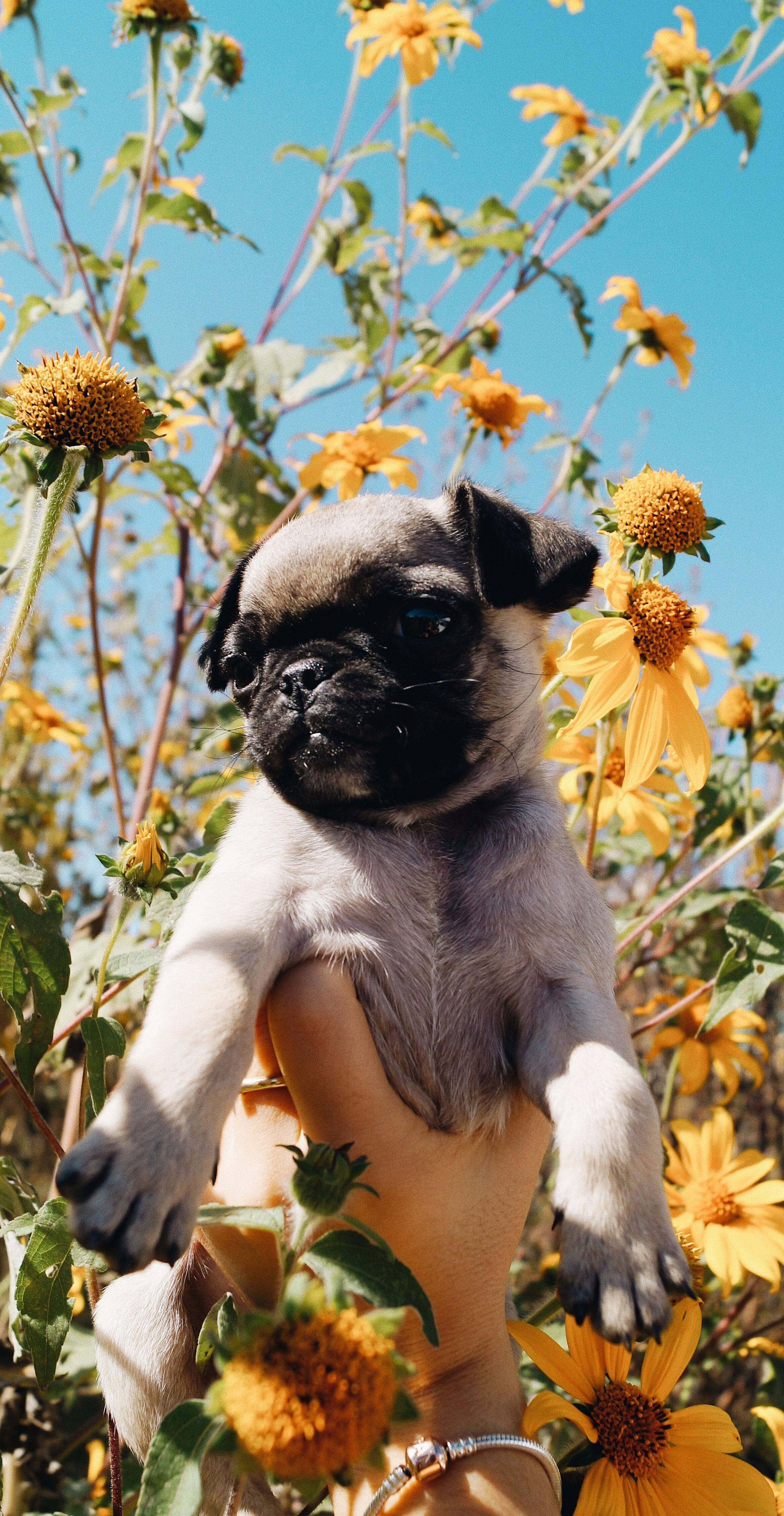 Aesthetic Puppy Wallpapers