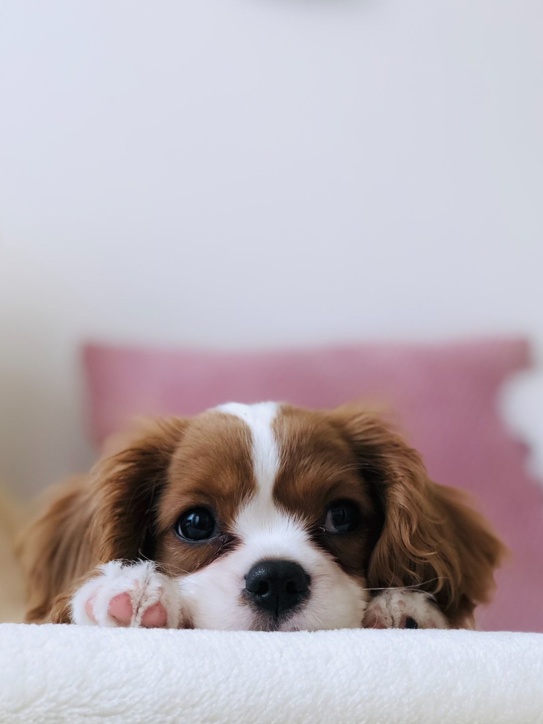 Aesthetic Puppy Wallpapers