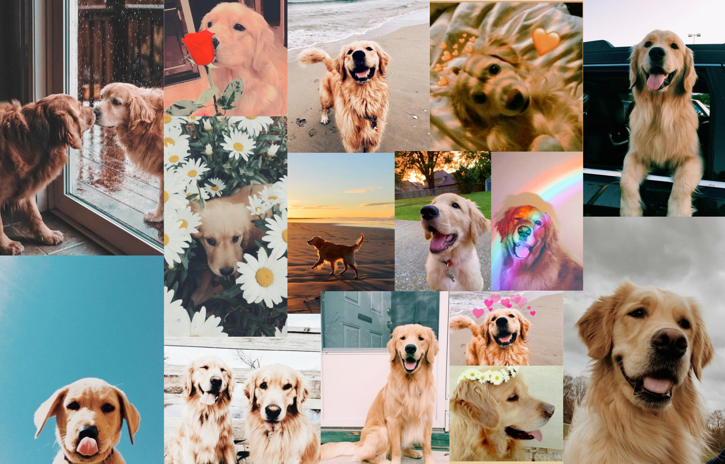 Aesthetic Puppy Wallpapers