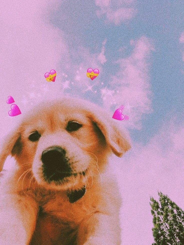 Aesthetic Puppy Wallpapers