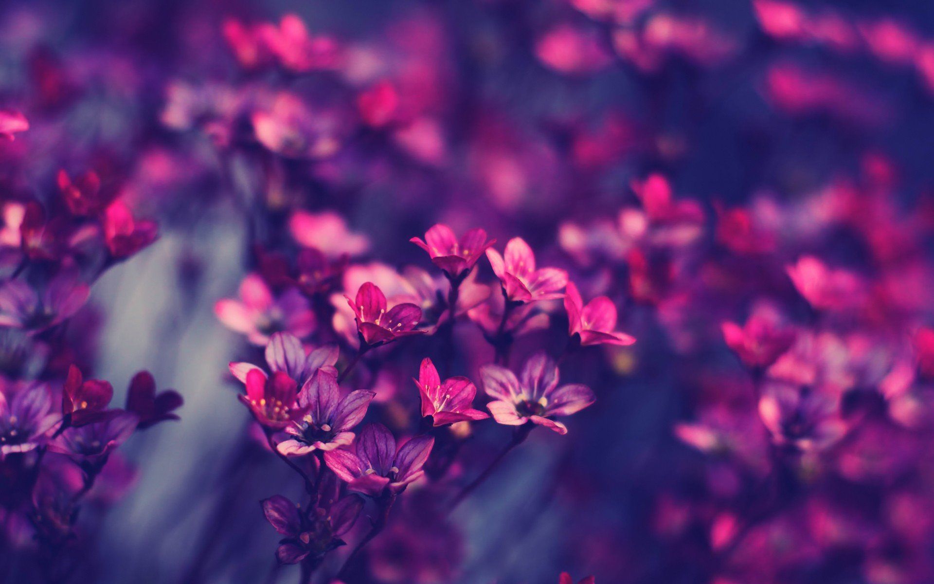 Aesthetic Purple Flower Wallpapers