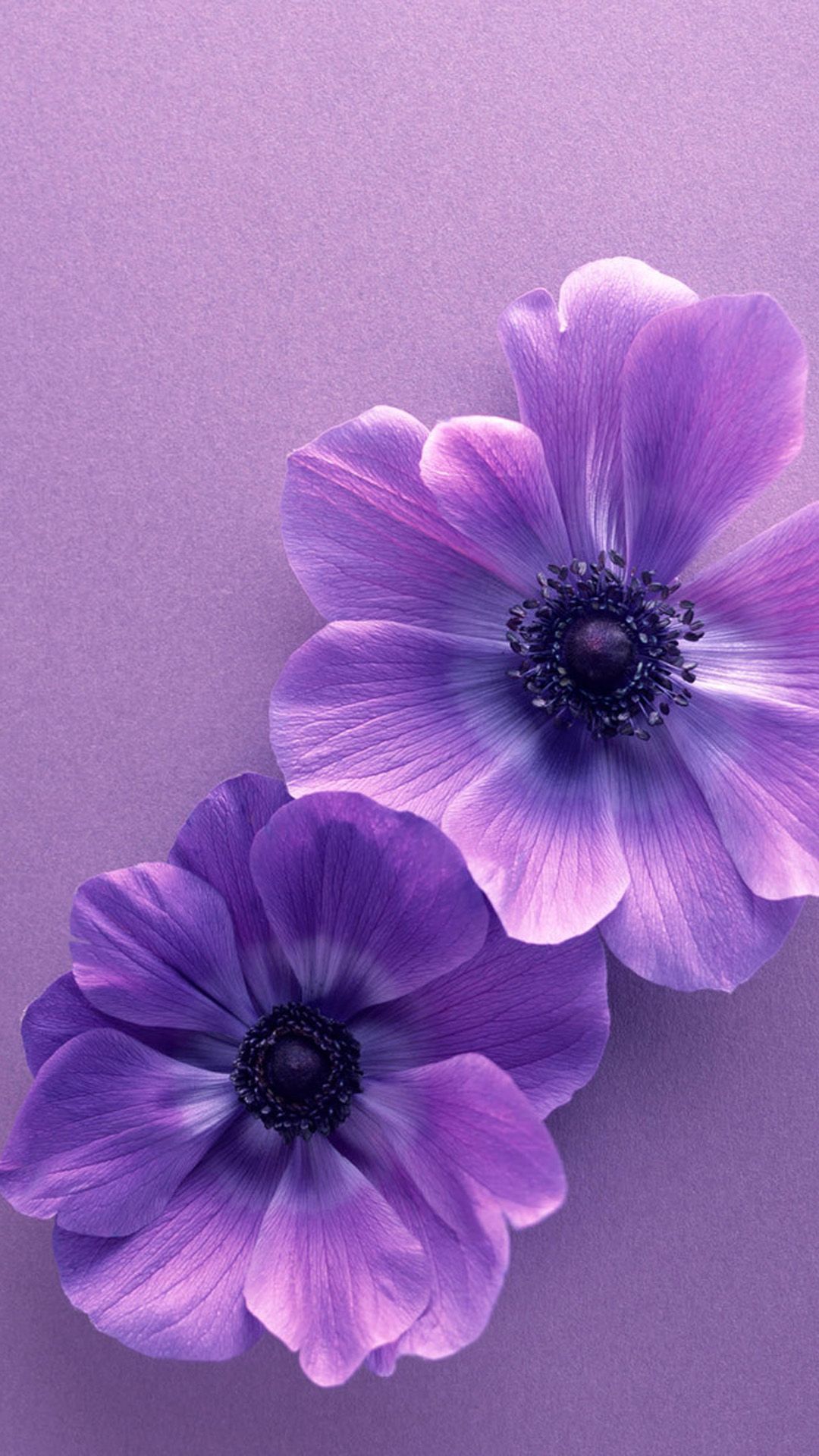 Aesthetic Purple Flower Wallpapers