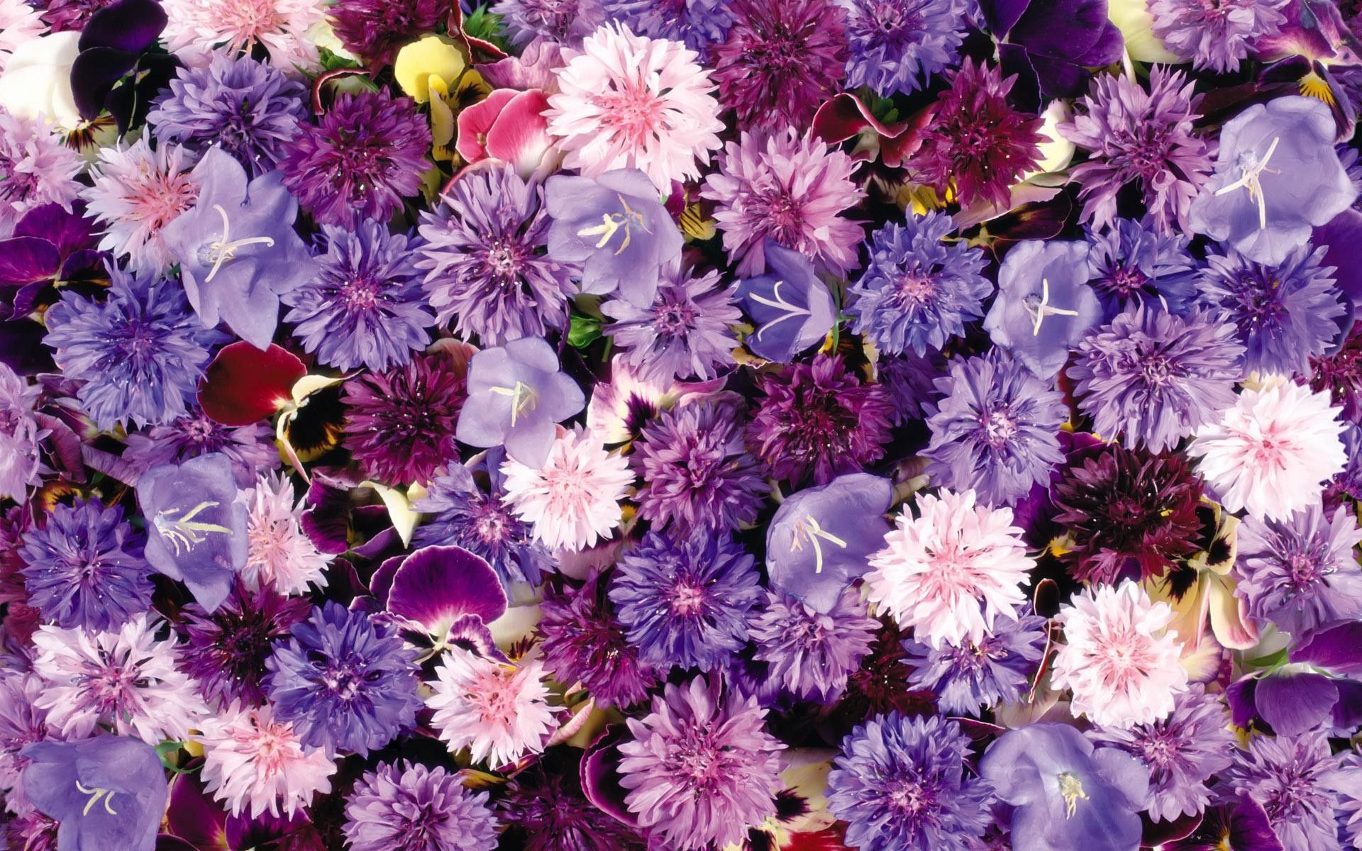 Aesthetic Purple Flower Wallpapers