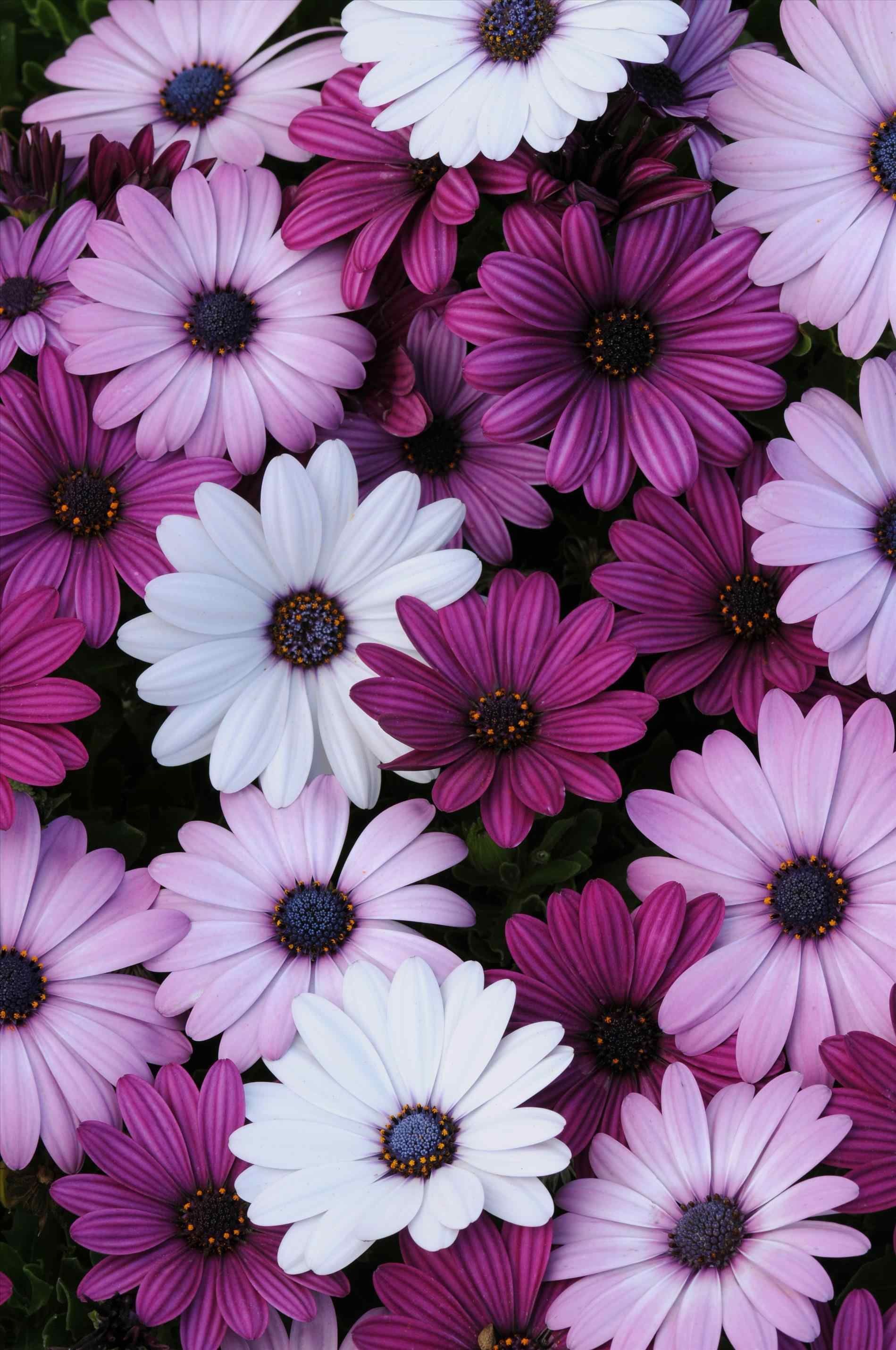 Aesthetic Purple Flower Wallpapers