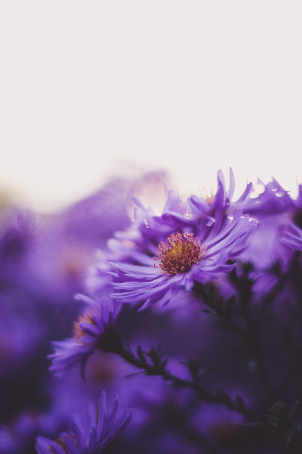 Aesthetic Purple Flower Wallpapers