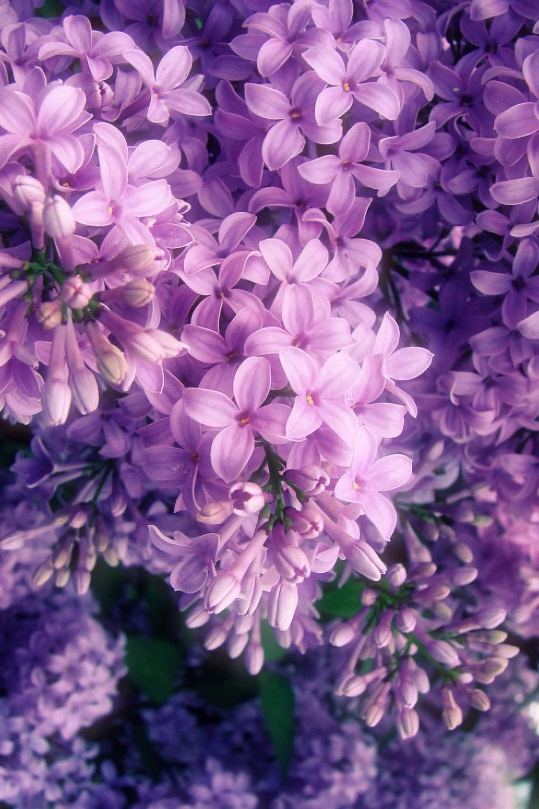 Aesthetic Purple Flower Wallpapers