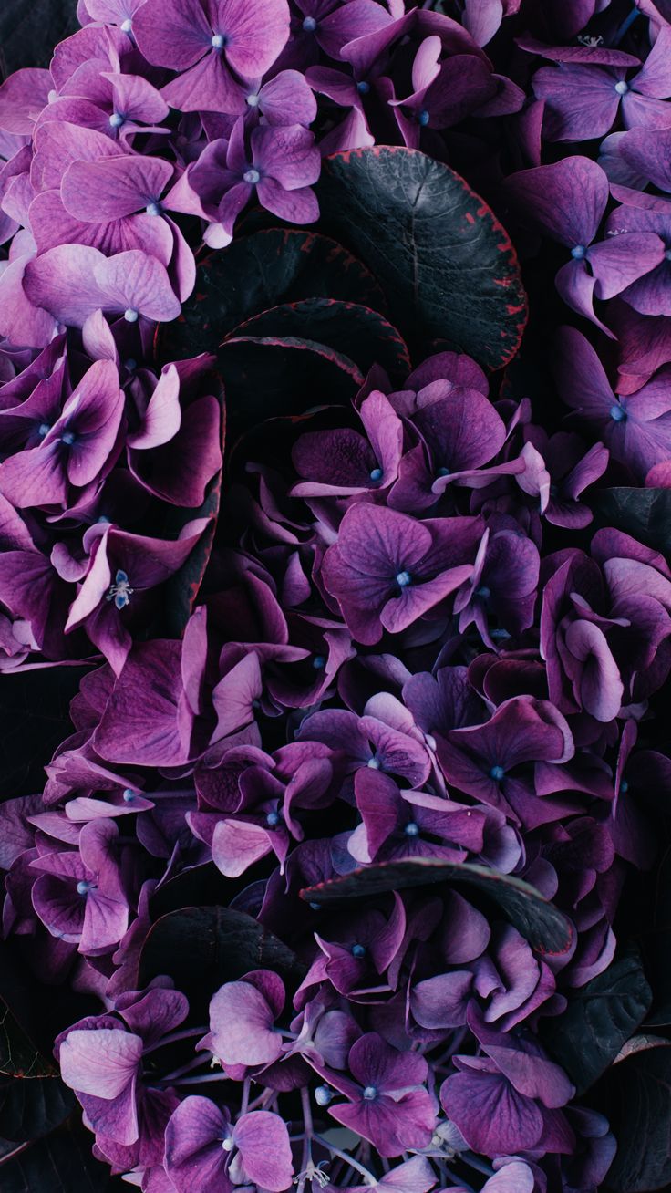 Aesthetic Purple Flower Wallpapers