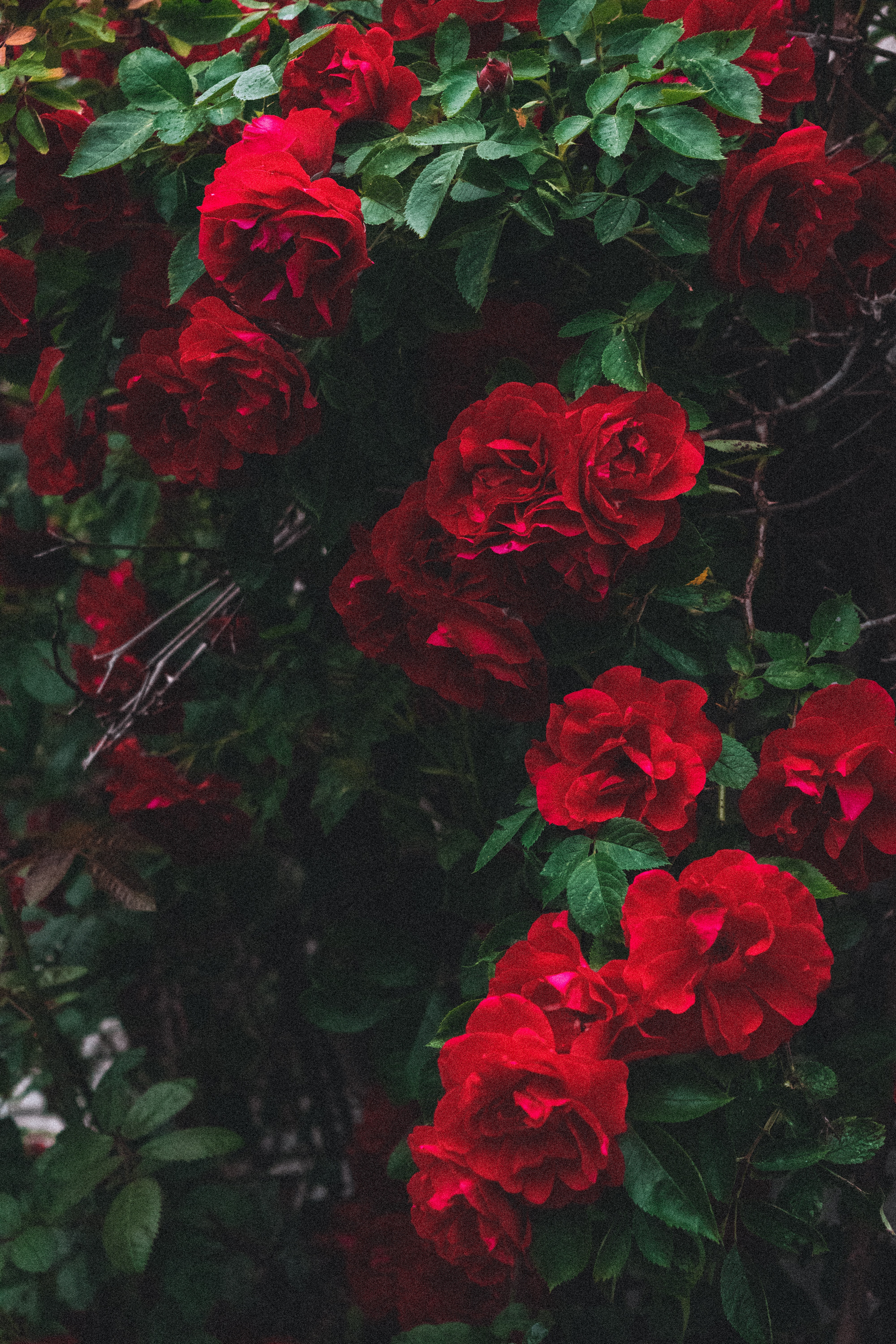 Aesthetic Red Flower Wallpapers