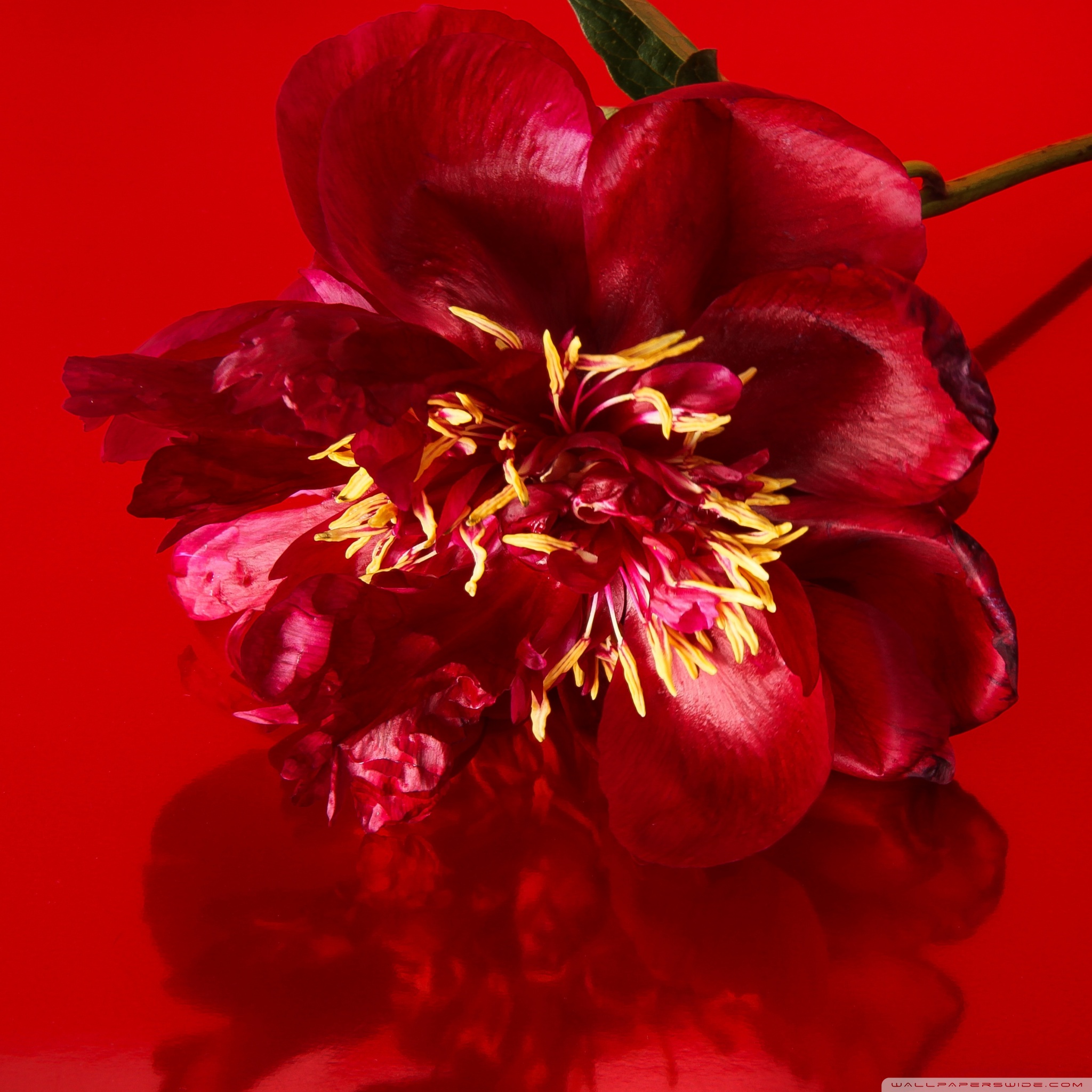 Aesthetic Red Flower Wallpapers