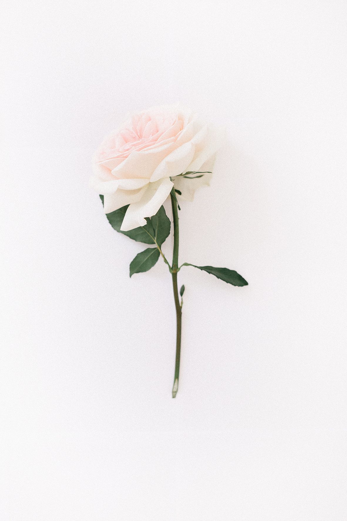 Aesthetic Rose White Wallpapers