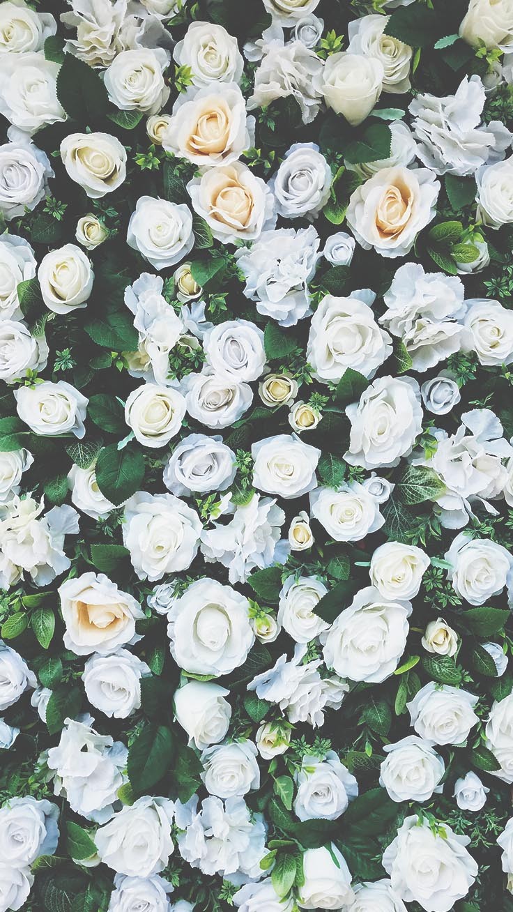 Aesthetic Rose White Wallpapers