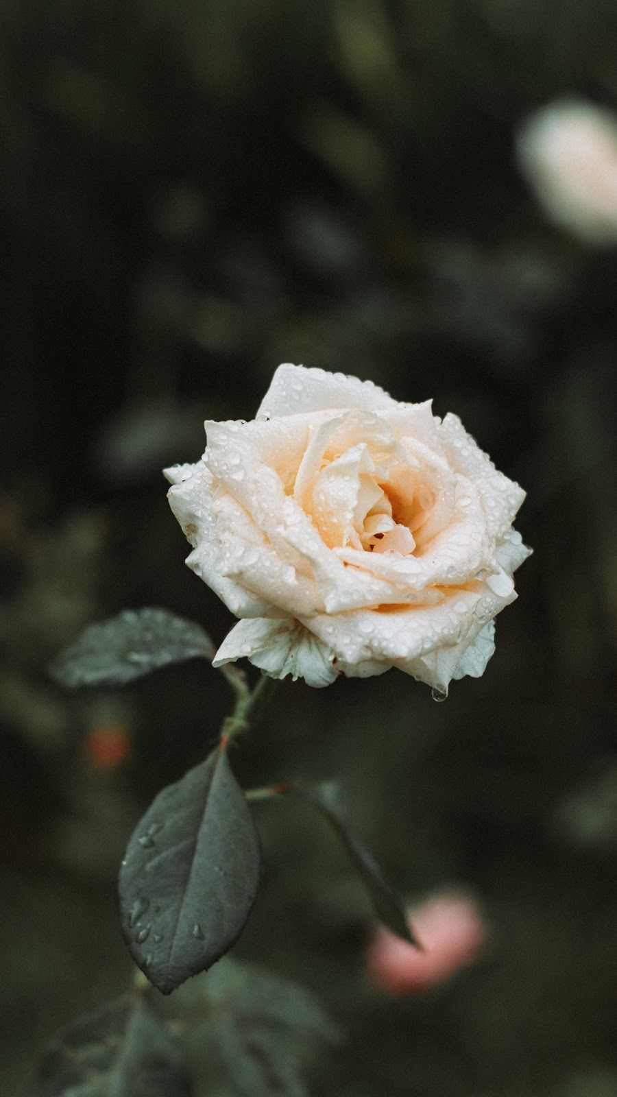 Aesthetic Rose White Wallpapers