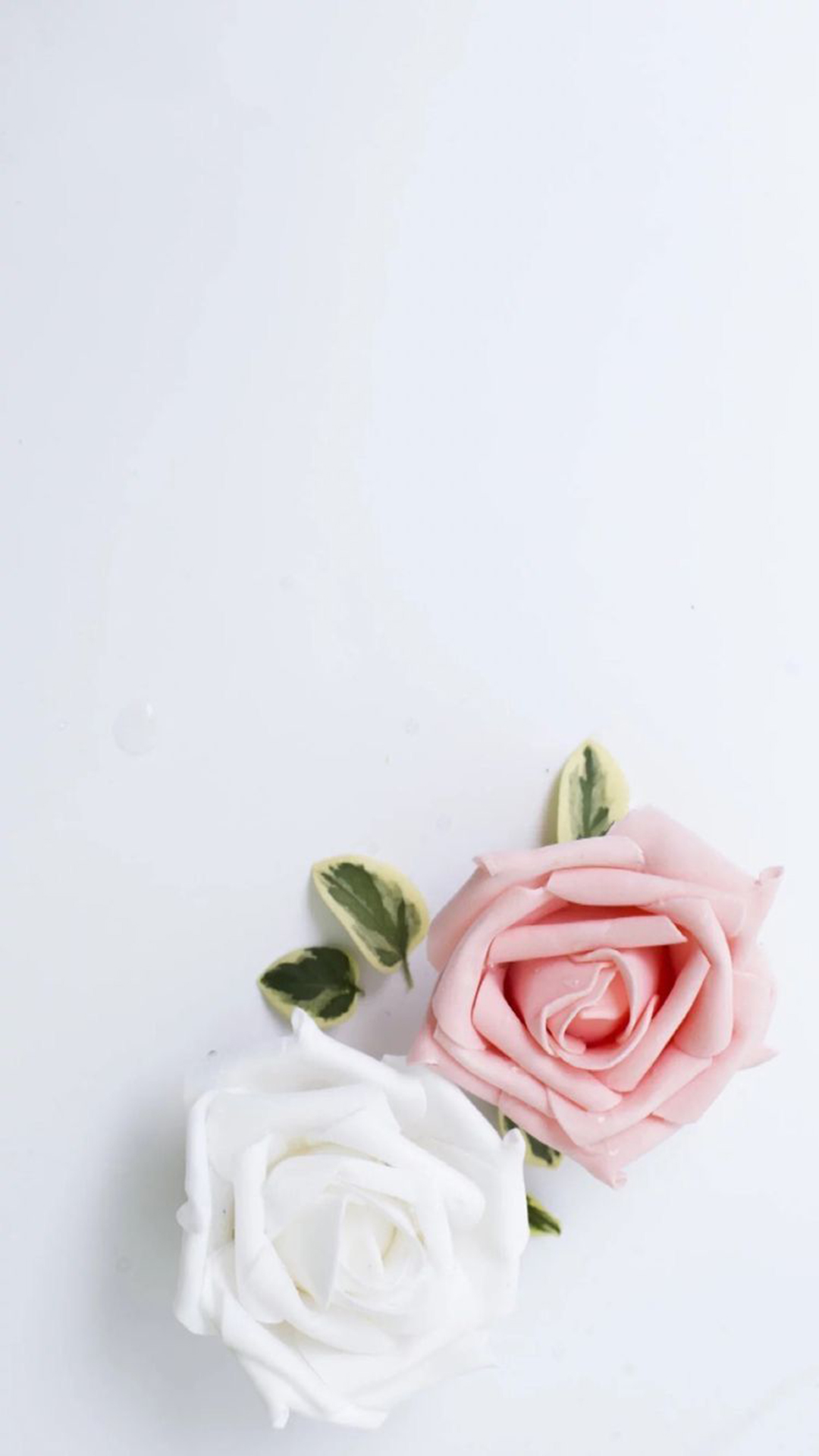 Aesthetic Rose White Wallpapers