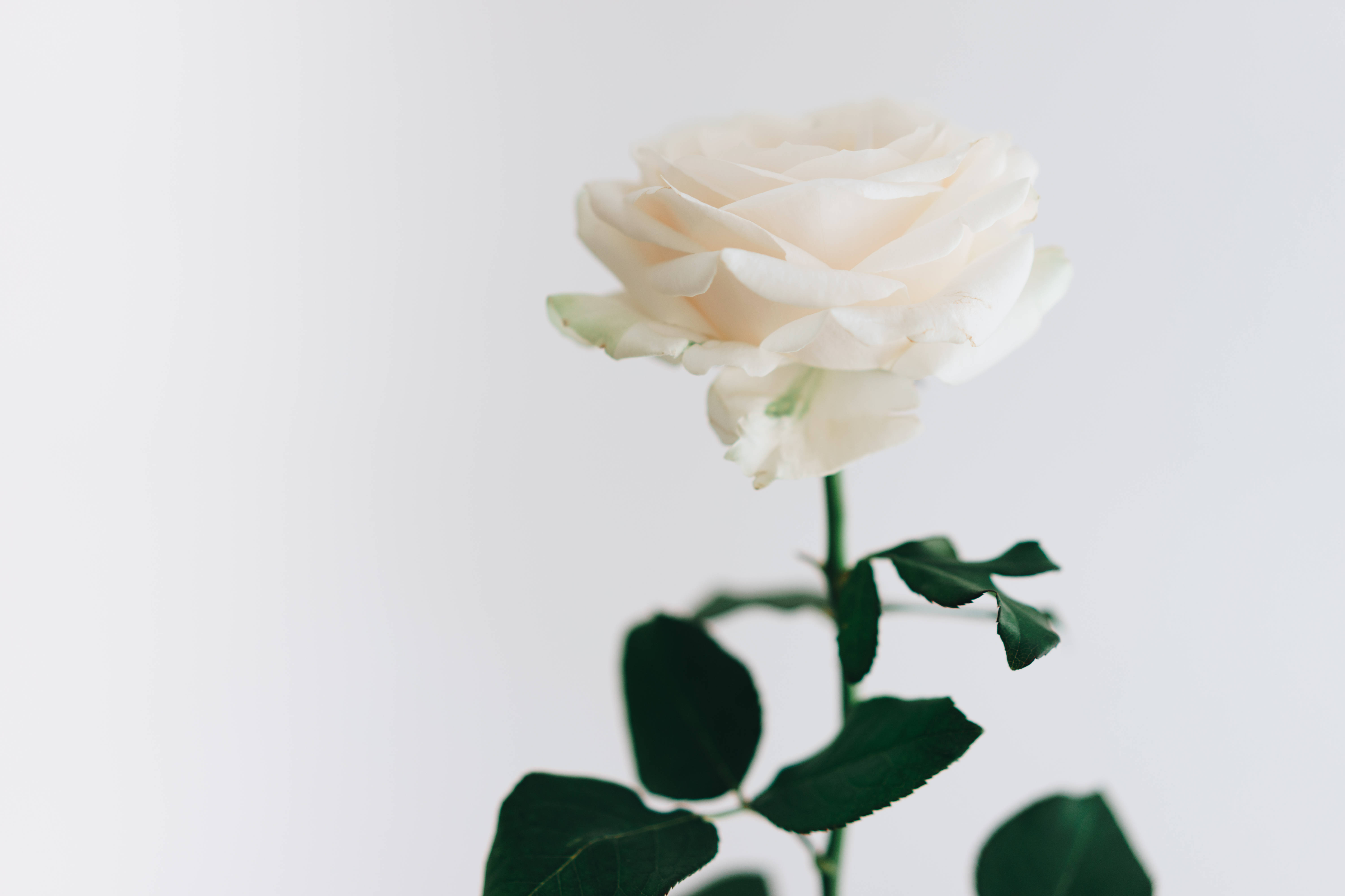 Aesthetic Rose White Wallpapers