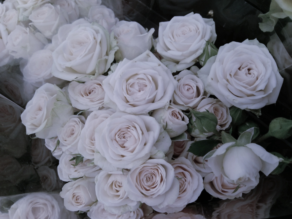 Aesthetic Rose White Wallpapers