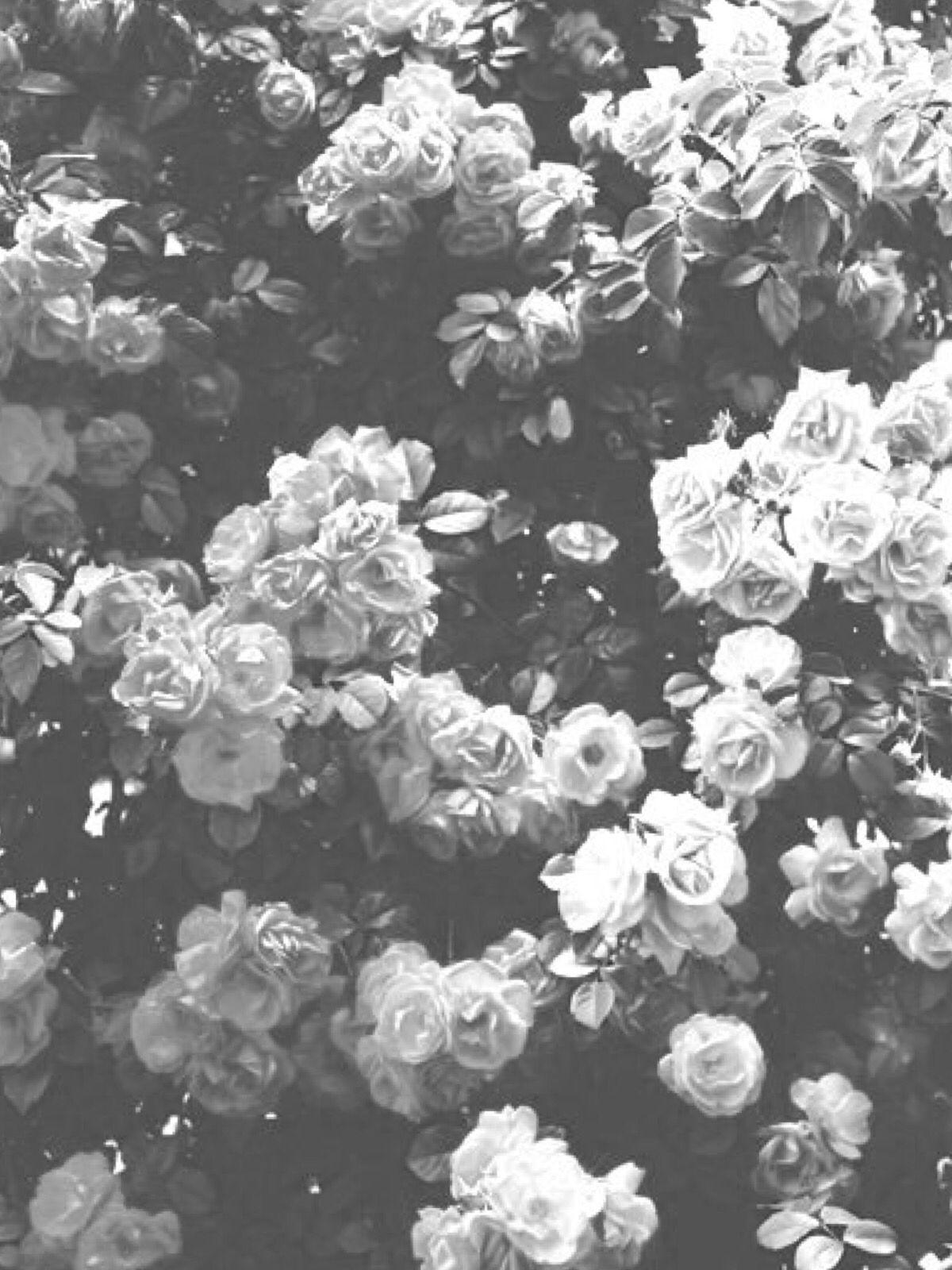 Aesthetic Rose White Wallpapers