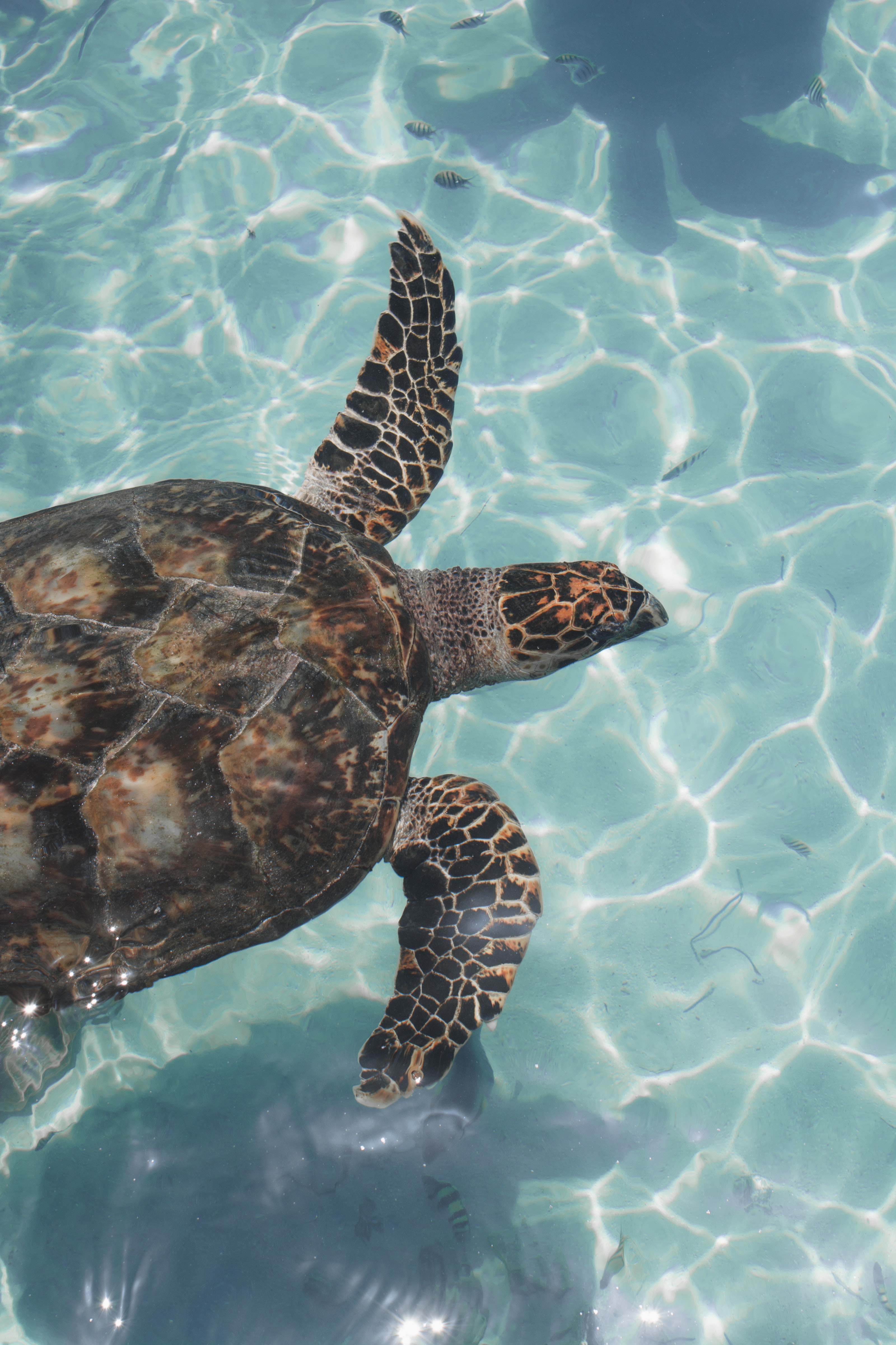 Aesthetic Sea Turtle Wallpapers