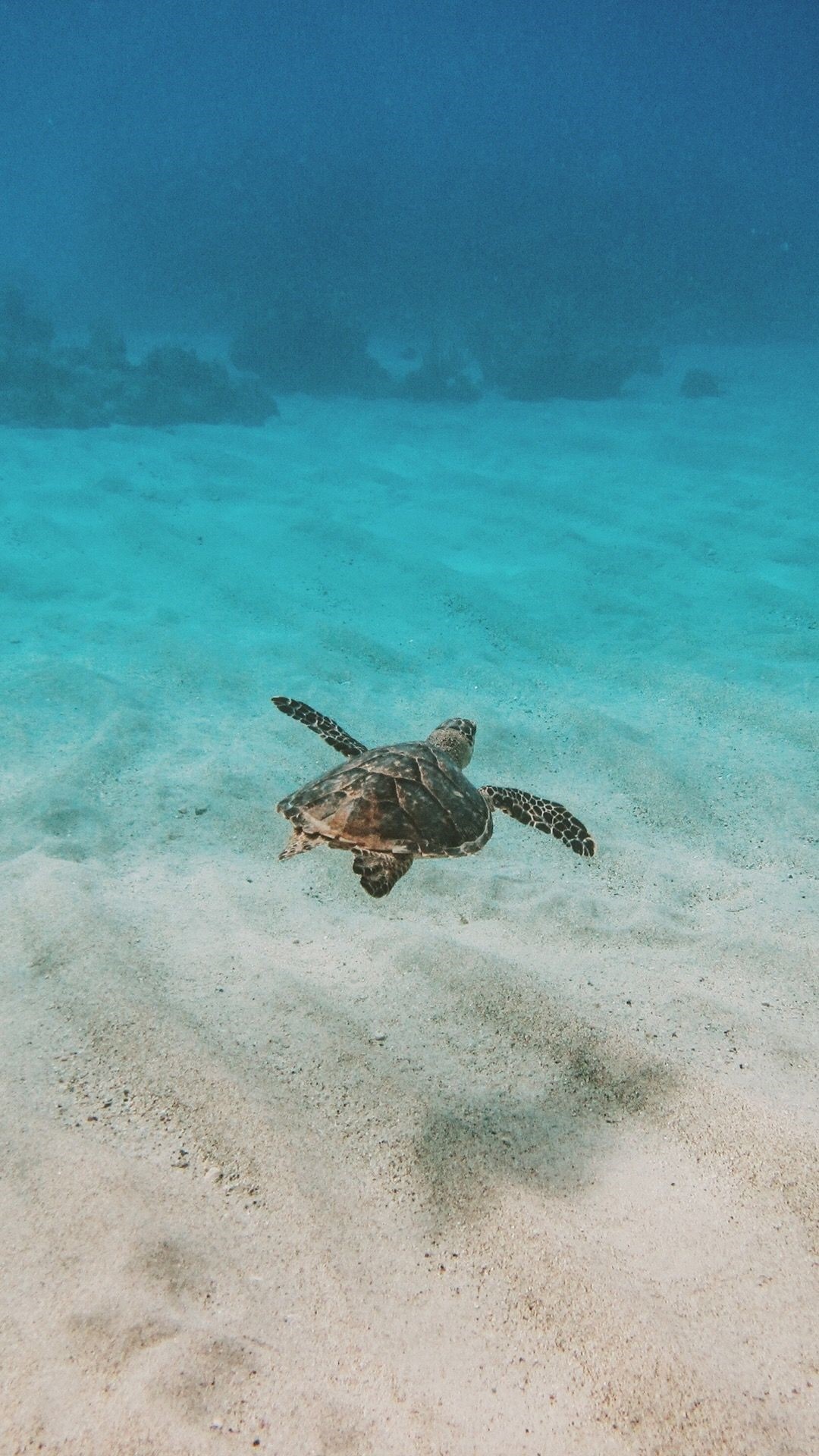 Aesthetic Sea Turtle Wallpapers