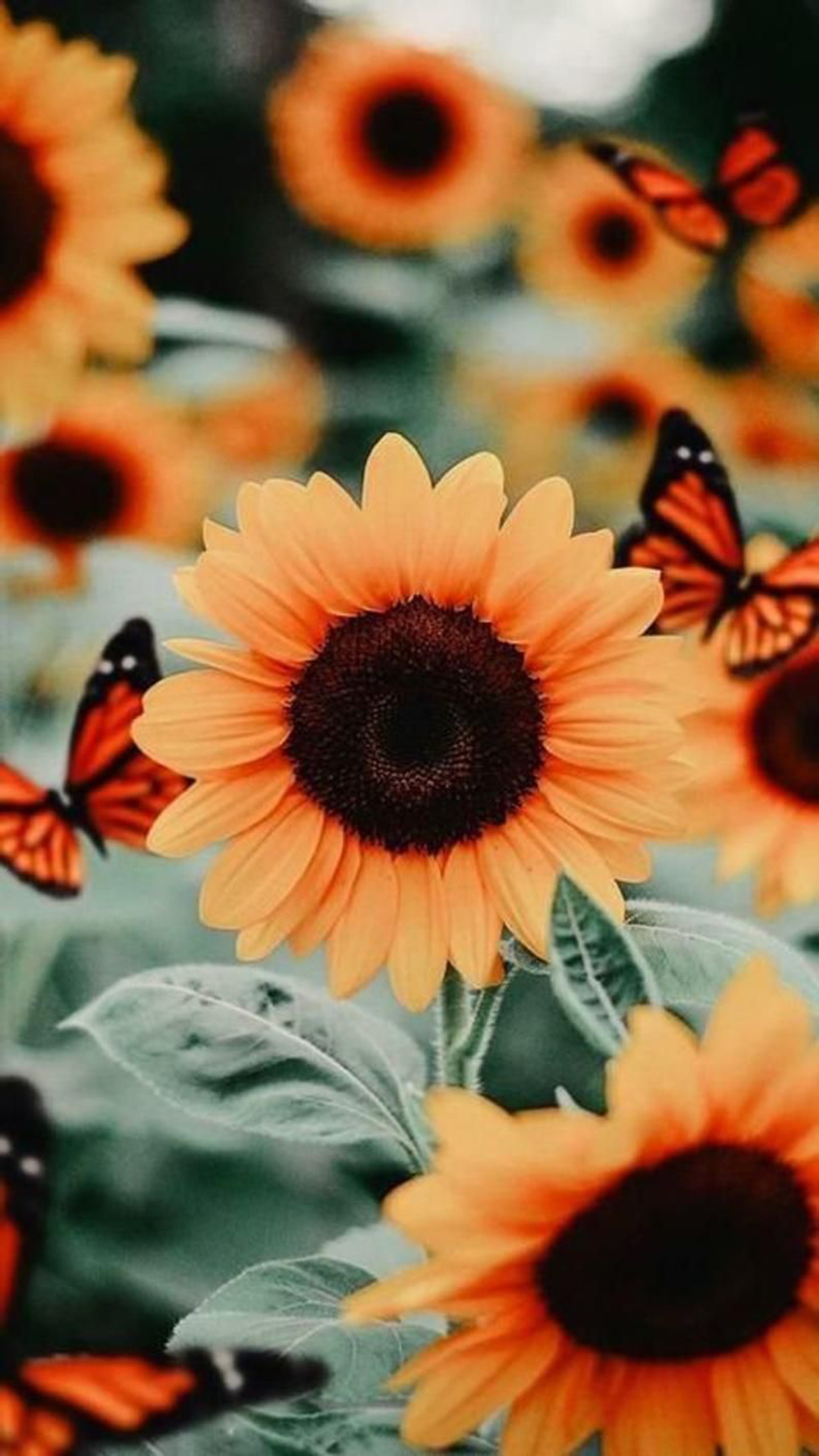 Aesthetic Sunflower Pictures Wallpapers