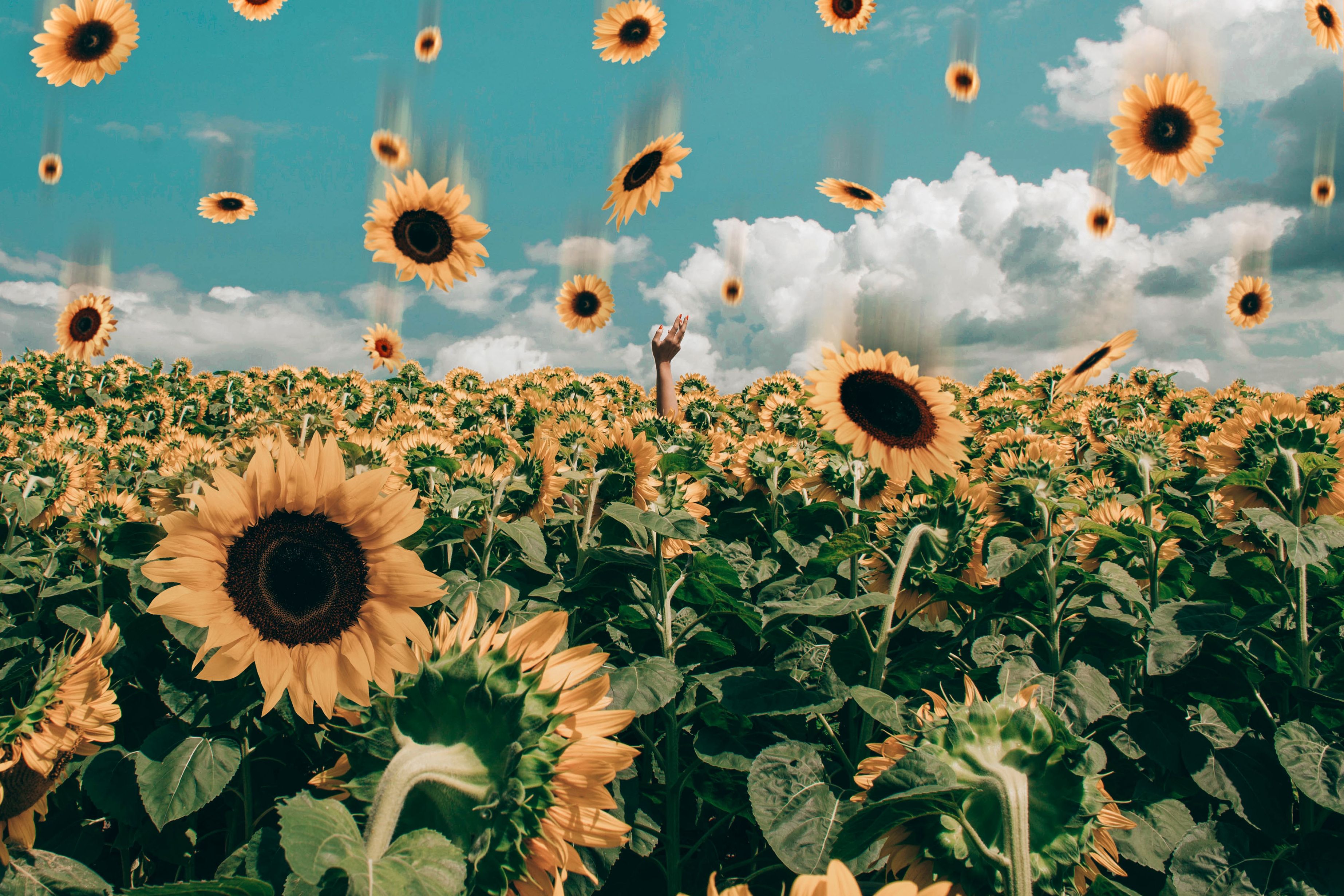 Aesthetic Sunflower Pictures Wallpapers