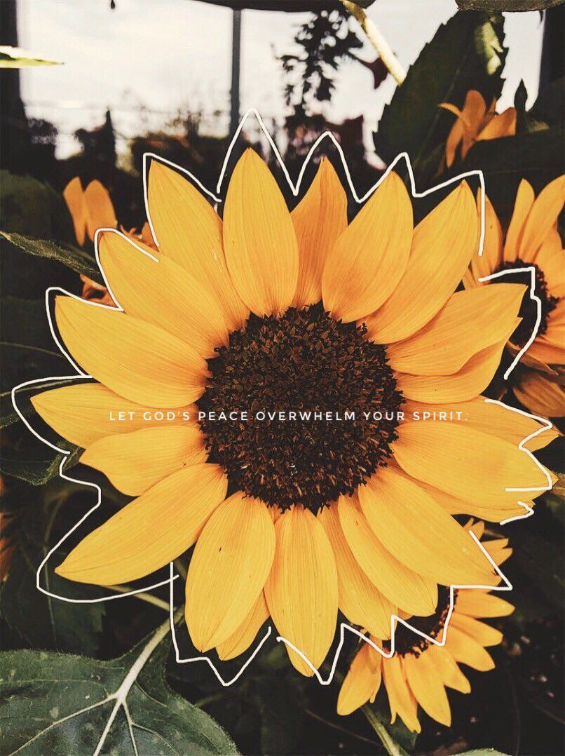 Aesthetic Sunflower Pictures Wallpapers