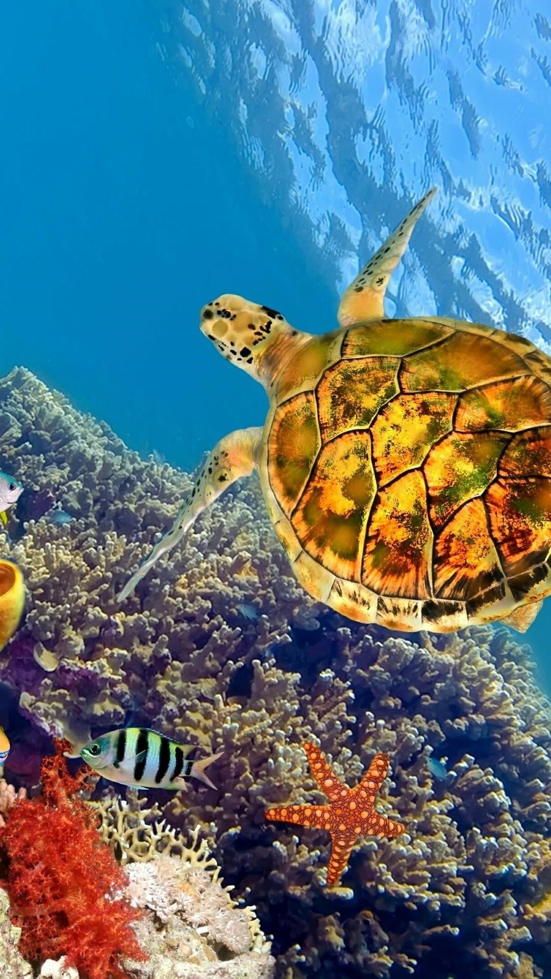 Aesthetic Turtle Wallpapers